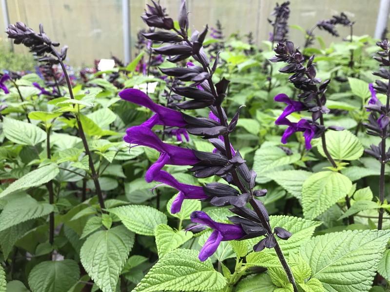 Salvia Rockin Deep Purple - View 3 from www redcrocus com