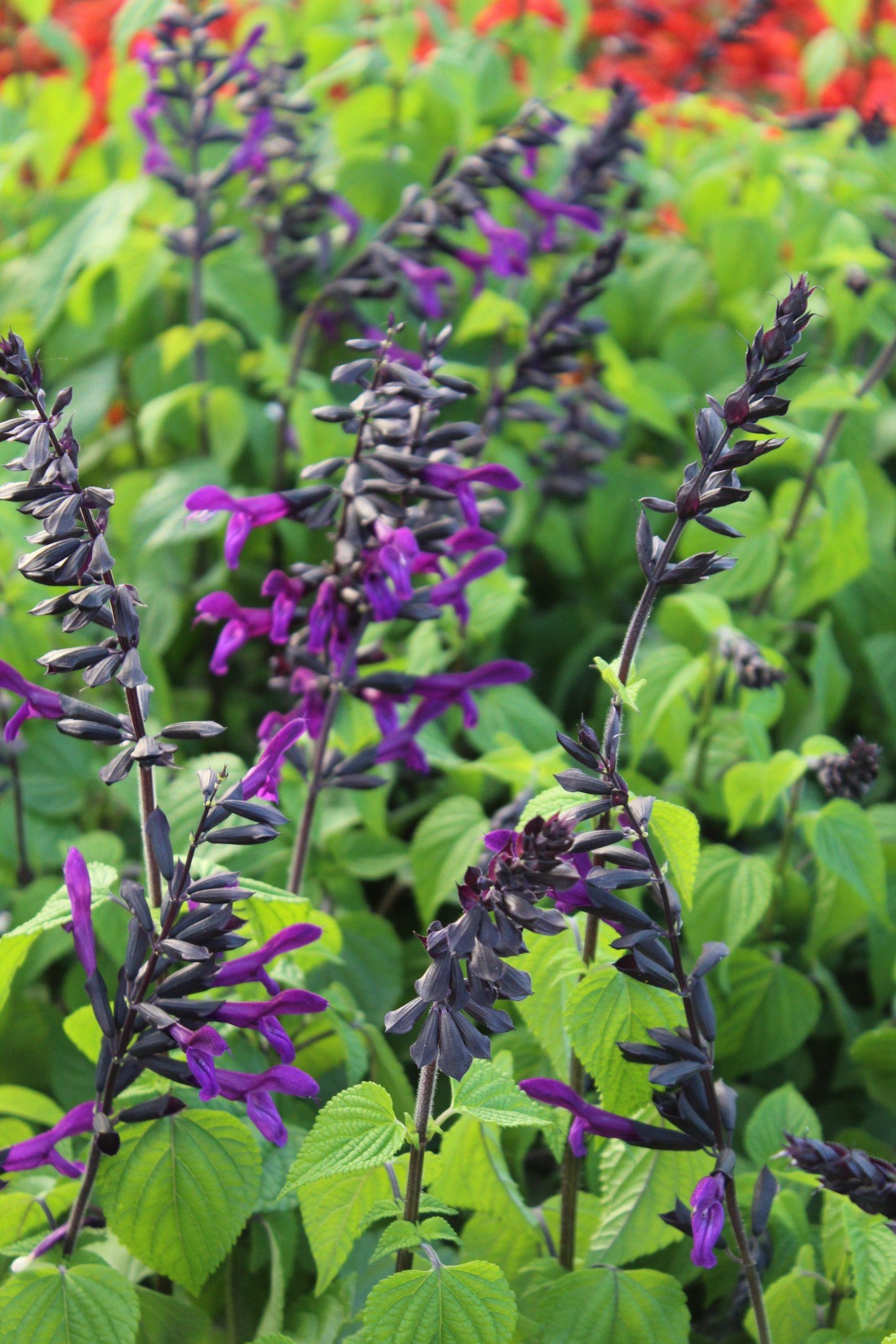 Salvia Rockin Deep Purple - View 4 from www redcrocus com