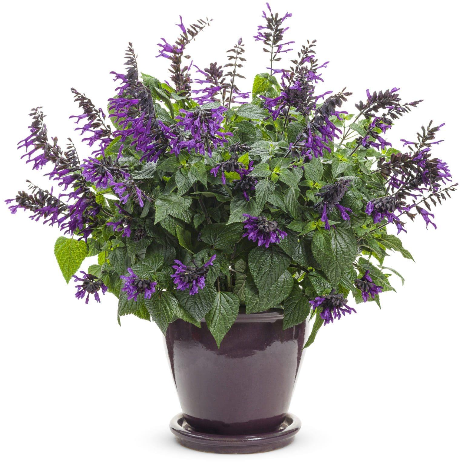 Salvia Rockin Deep Purple - View 5 from www redcrocus com