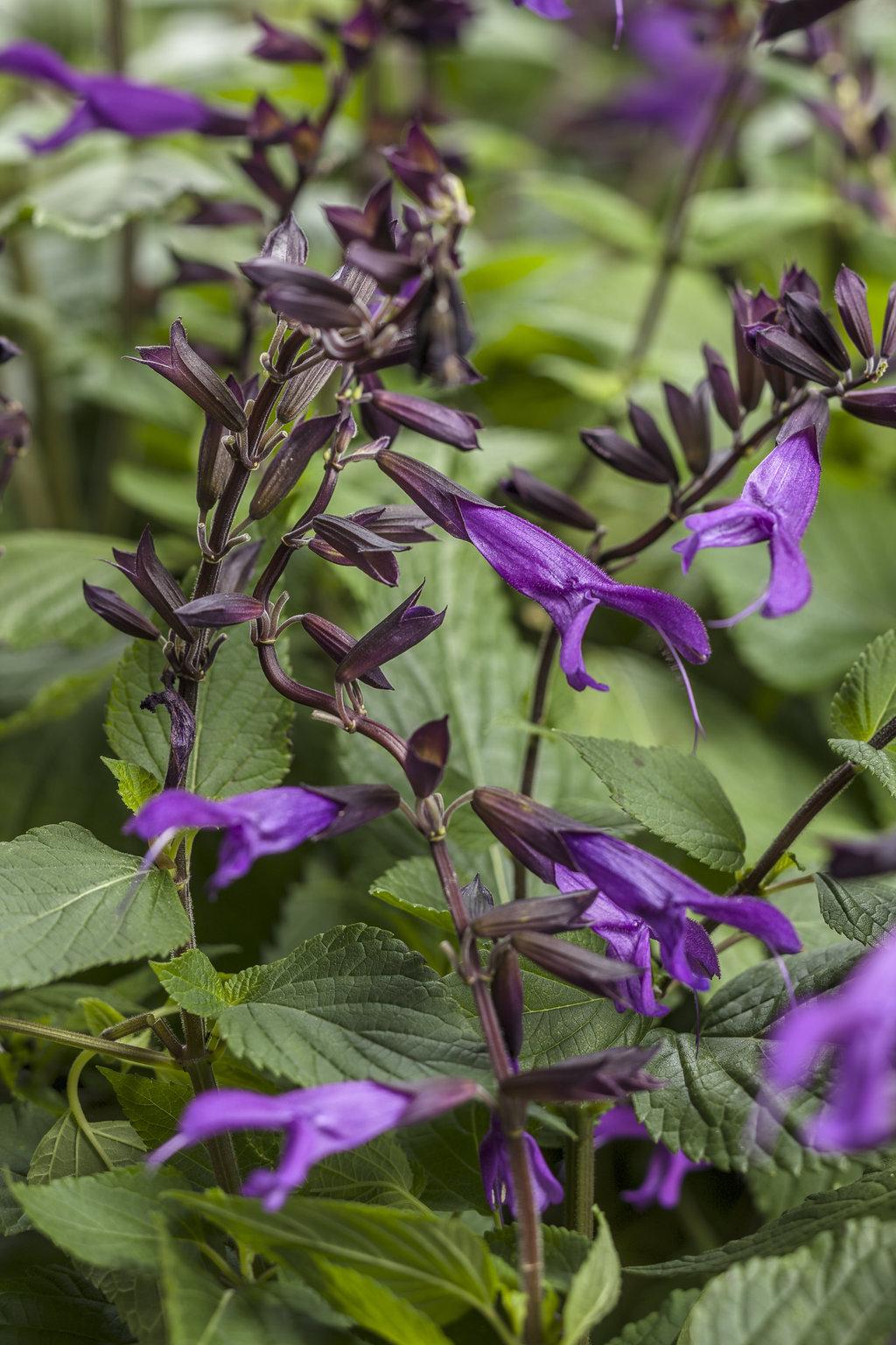 Salvia Rockin Deep Purple - View 7 from www redcrocus com