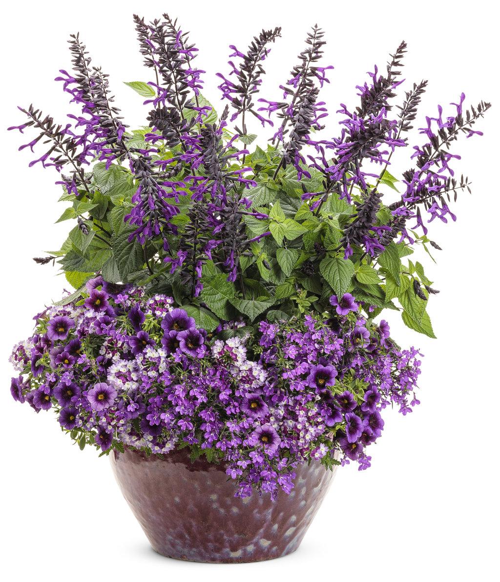 Salvia Rockin Deep Purple - View 8 from www redcrocus com