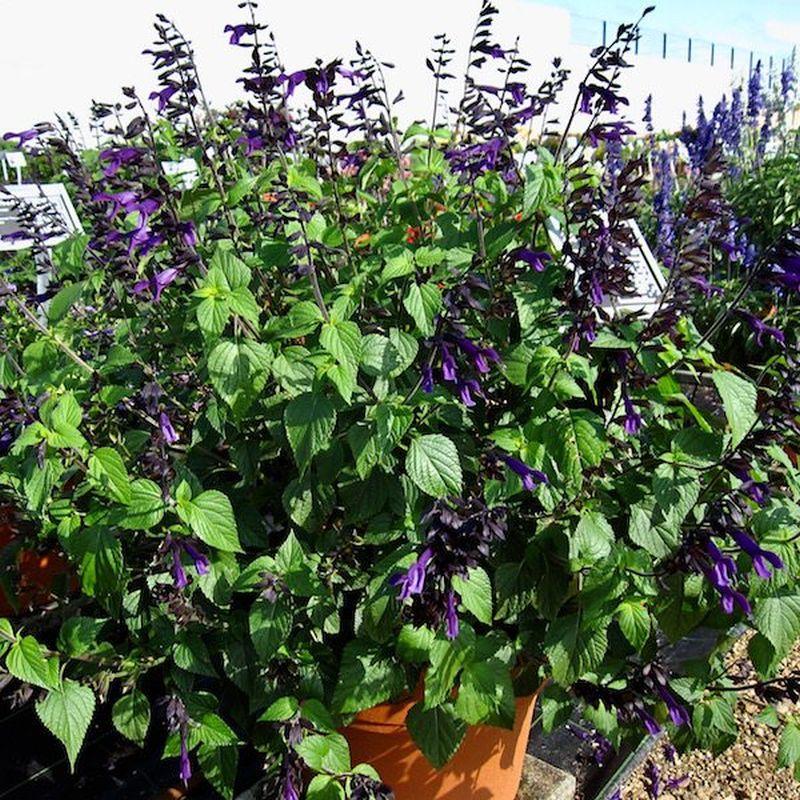 Salvia Rockin Deep Purple - View 9 from www redcrocus com