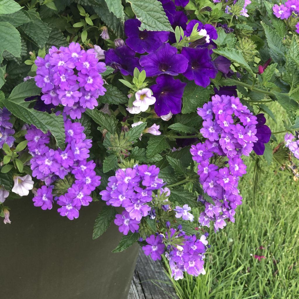 Verbena Superbena Violet Ice - View 10 from www redcrocus com