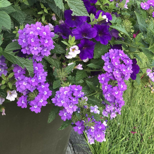 Verbena Superbena Violet Ice - View 10 from www redcrocus com