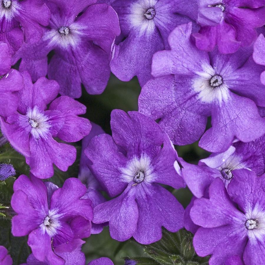 Verbena Superbena Violet Ice - View 11 from www redcrocus com