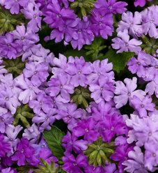 Verbena Superbena Violet Ice - View 13 from www redcrocus com