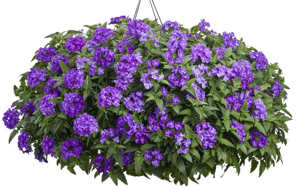 Verbena Superbena Violet Ice - View 14 from www redcrocus com