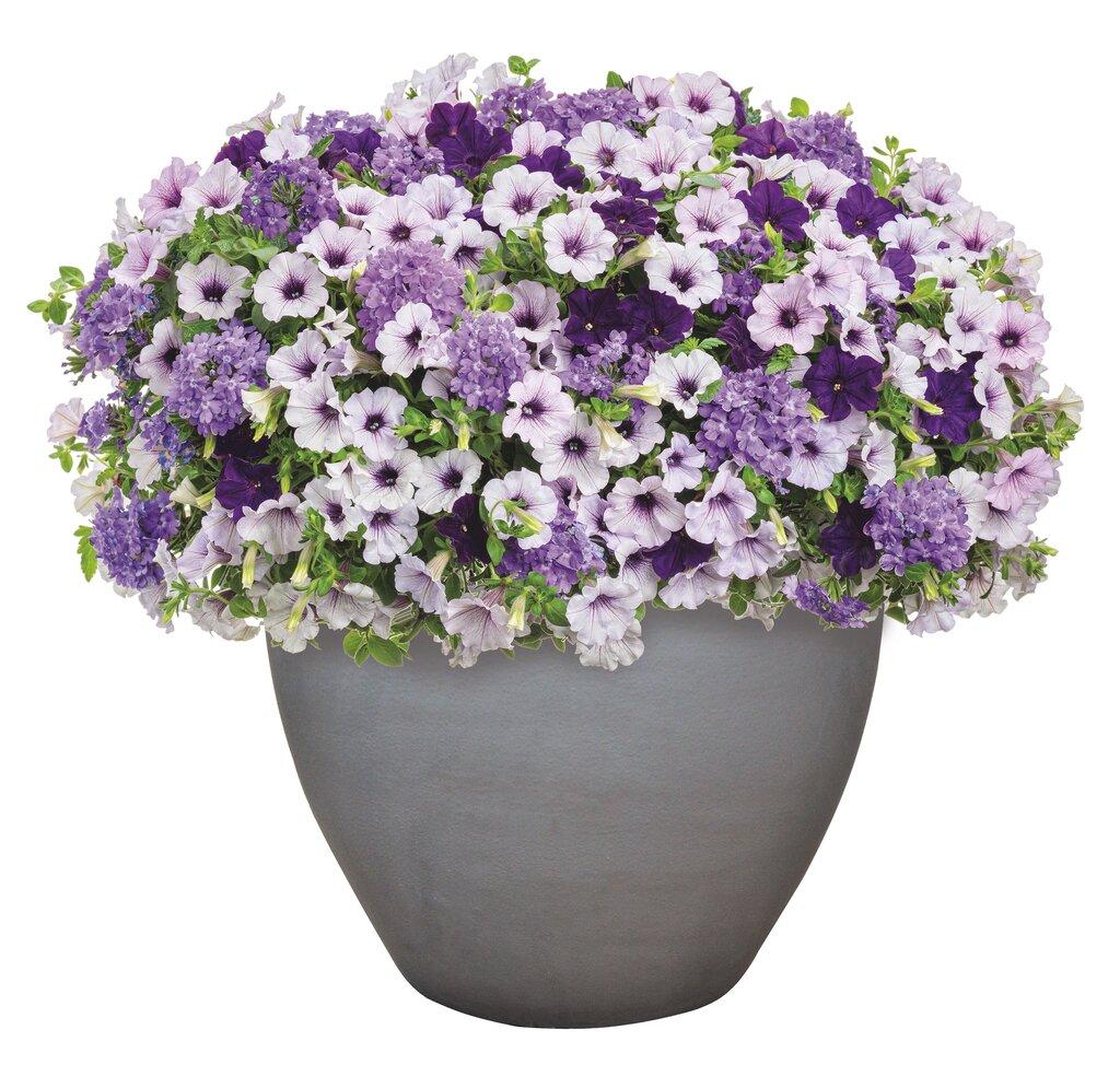Verbena Superbena Violet Ice - View 16 from www redcrocus com