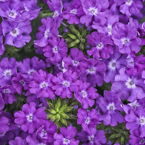 Verbena Superbena Violet Ice - View 1 from www redcrocus com