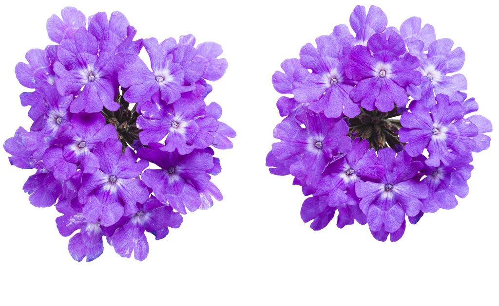 Verbena Superbena Violet Ice - View 2 from www redcrocus com
