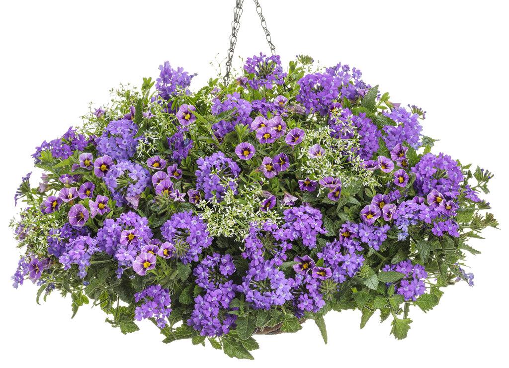 Verbena Superbena Violet Ice - View 4 from www redcrocus com