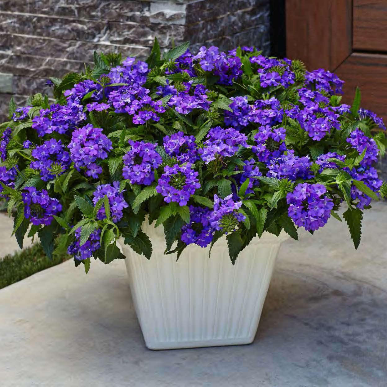 Verbena Superbena Violet Ice - View 5 from www redcrocus com