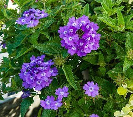 Verbena Superbena Violet Ice - View 6 from www redcrocus com