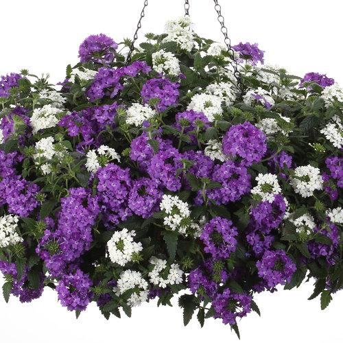 Verbena Superbena Violet Ice - View 8 from www redcrocus com