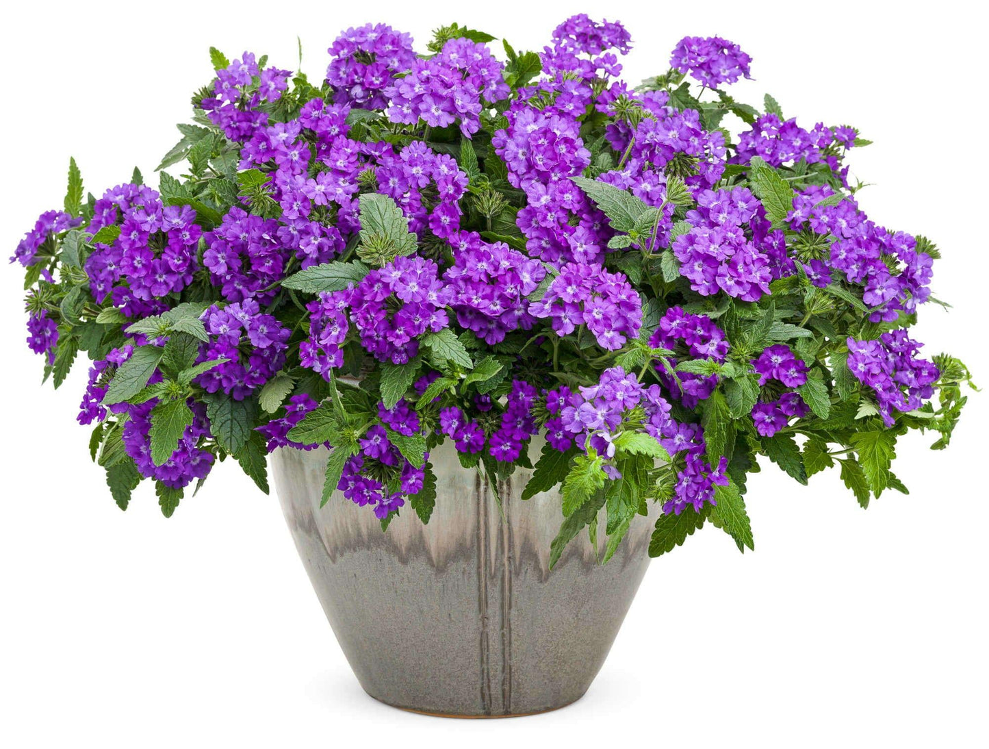 Verbena Superbena Violet Ice - View 9 from www redcrocus com