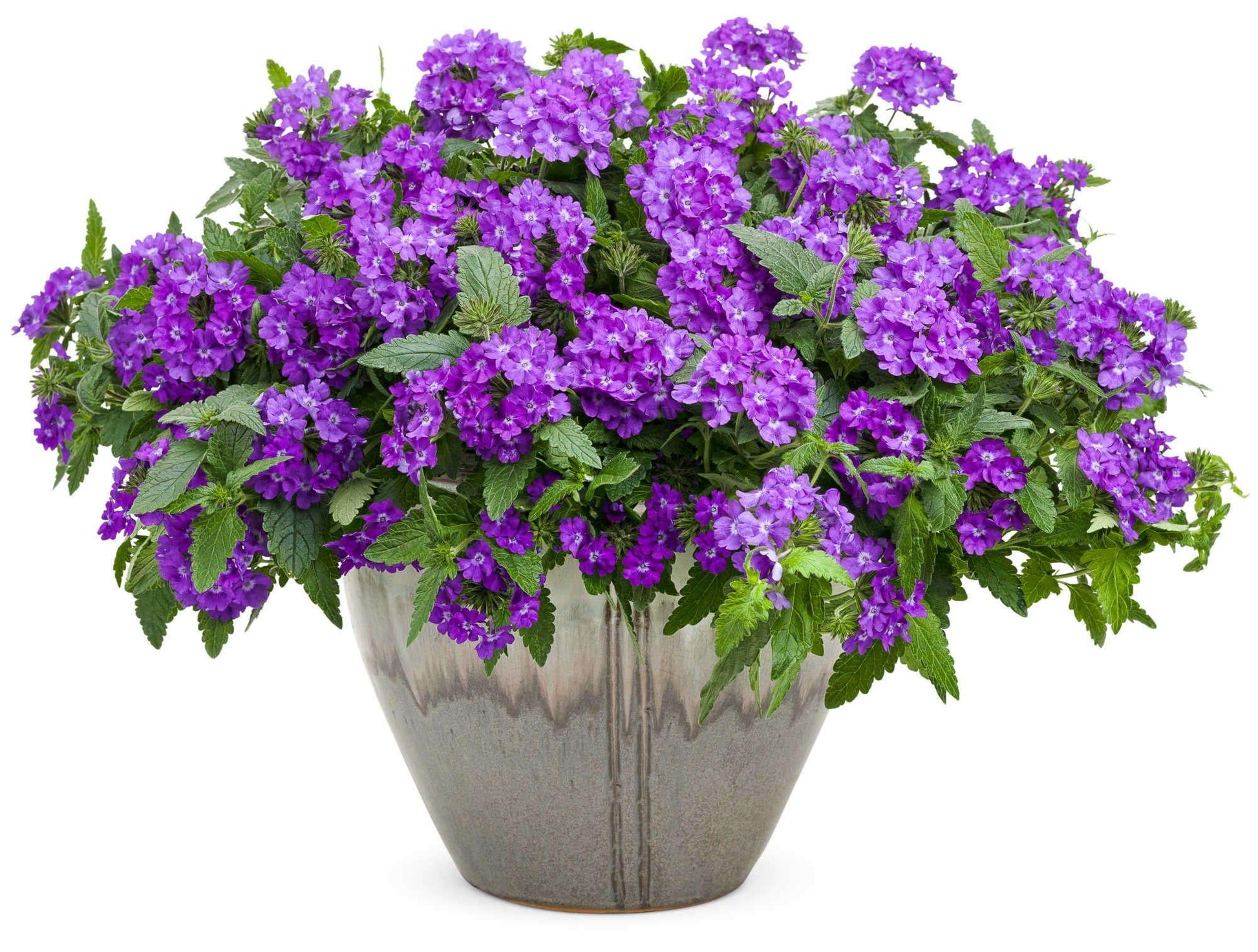 Verbena Superbena Violet Ice - View 9 from www redcrocus com
