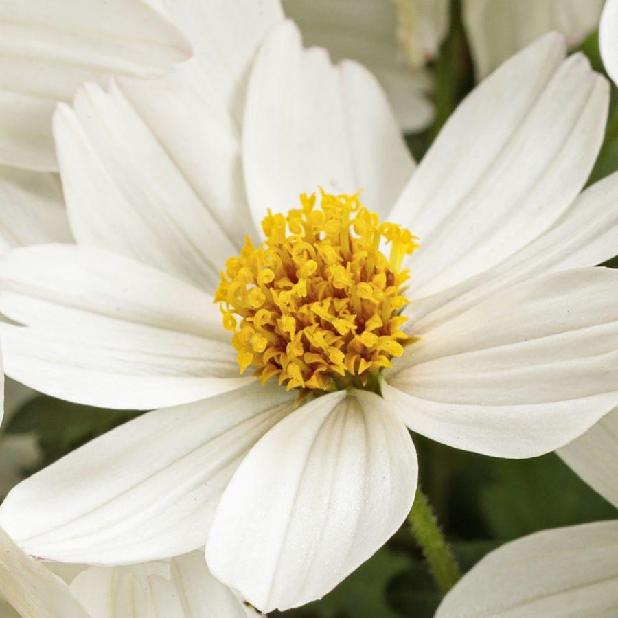 Bidens Campfire Marshmallow - View 10 from www redcrocus com