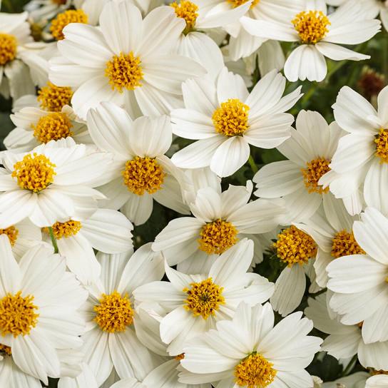 Bidens Campfire Marshmallow - View 11 from www redcrocus com