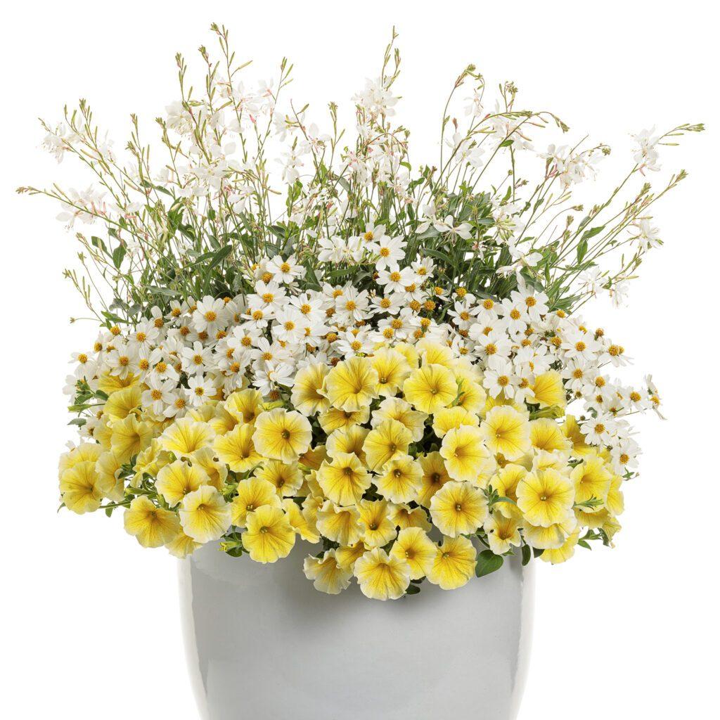 Bidens Campfire Marshmallow - View 12 from www redcrocus com