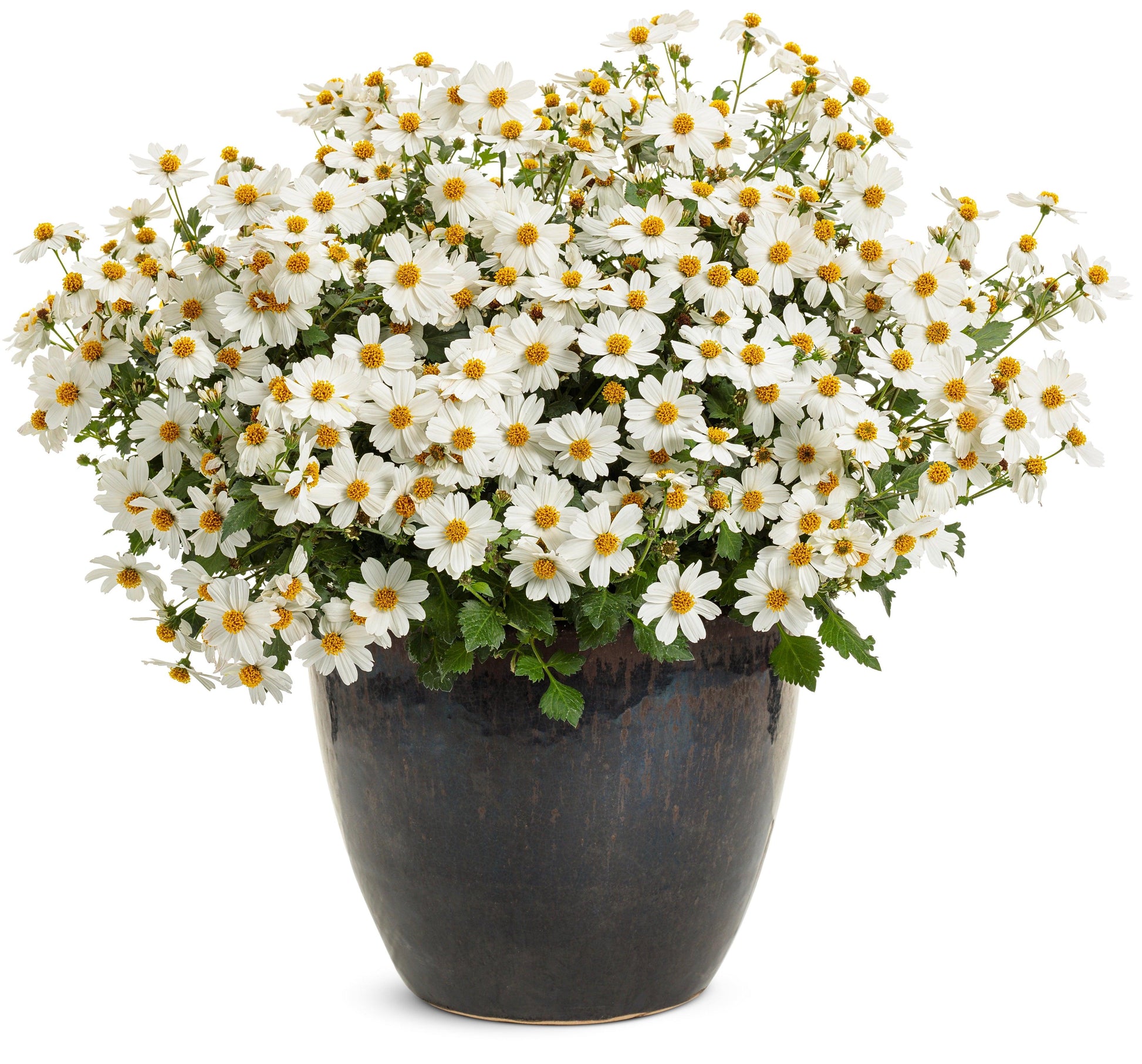 Bidens Campfire Marshmallow - View 13 from www redcrocus com