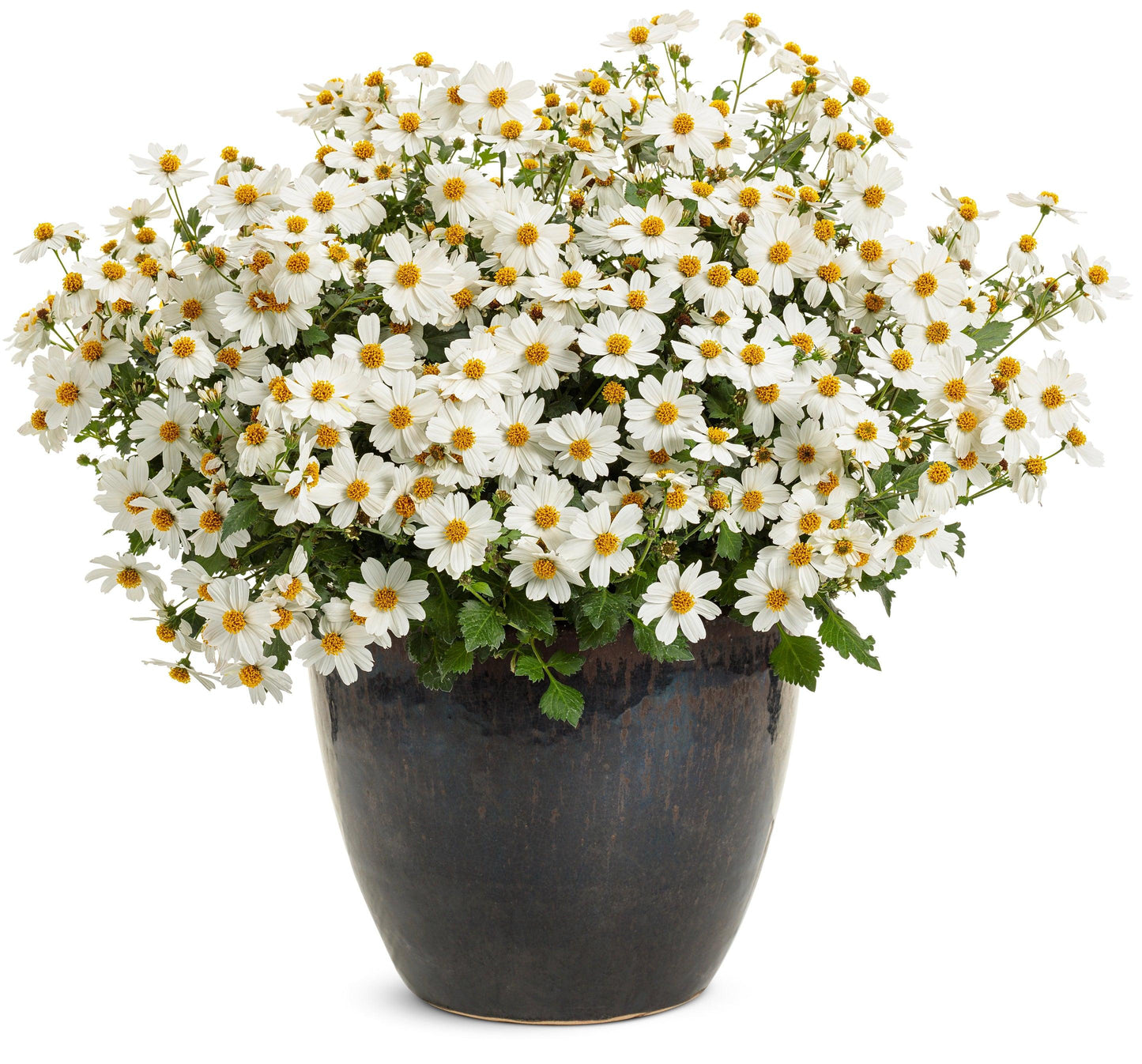 Bidens Campfire Marshmallow - View 16 from www redcrocus com