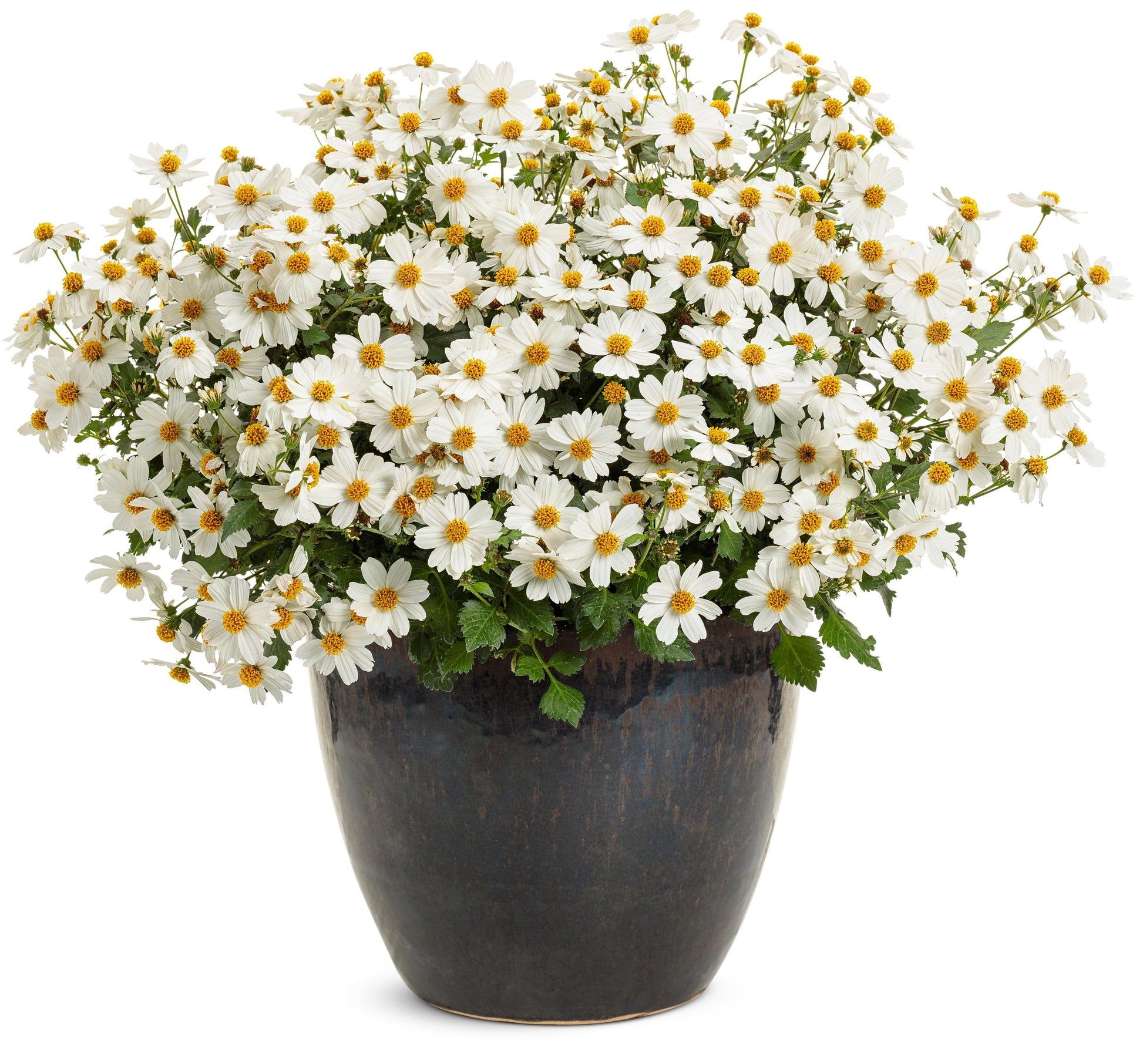 Bidens Campfire Marshmallow - View 16 from www redcrocus com