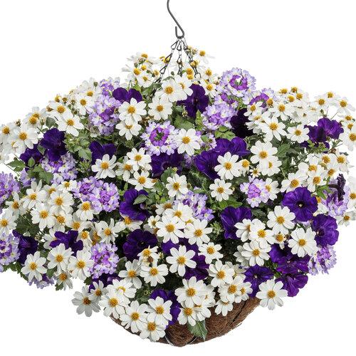 Bidens Campfire Marshmallow - View 17 from www redcrocus com