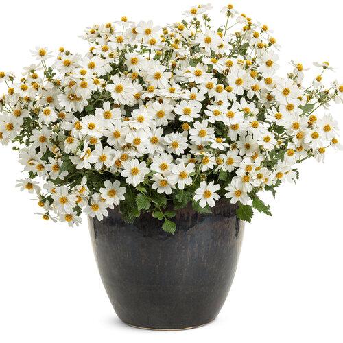 Bidens Campfire Marshmallow - View 1 from www redcrocus com