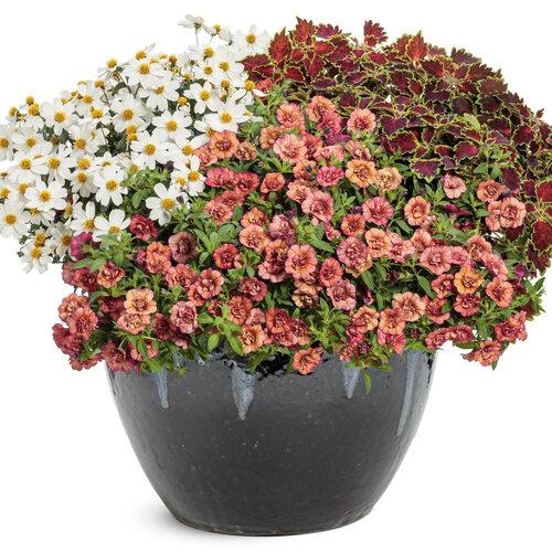 Bidens Campfire Marshmallow - View 3 from www redcrocus com