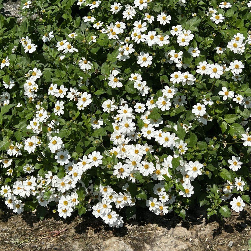 Bidens Campfire Marshmallow - View 4 from www redcrocus com