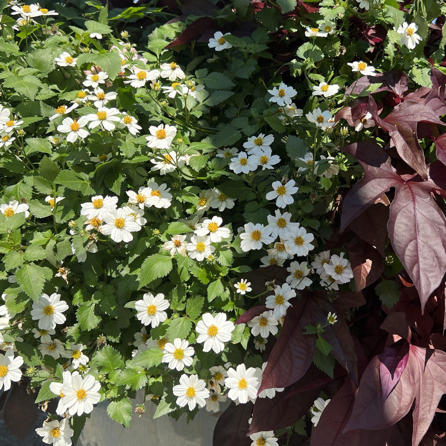 Bidens Campfire Marshmallow - View 5 from www redcrocus com