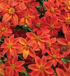Bidens Campfire Marshmallow - View 7 from www redcrocus com