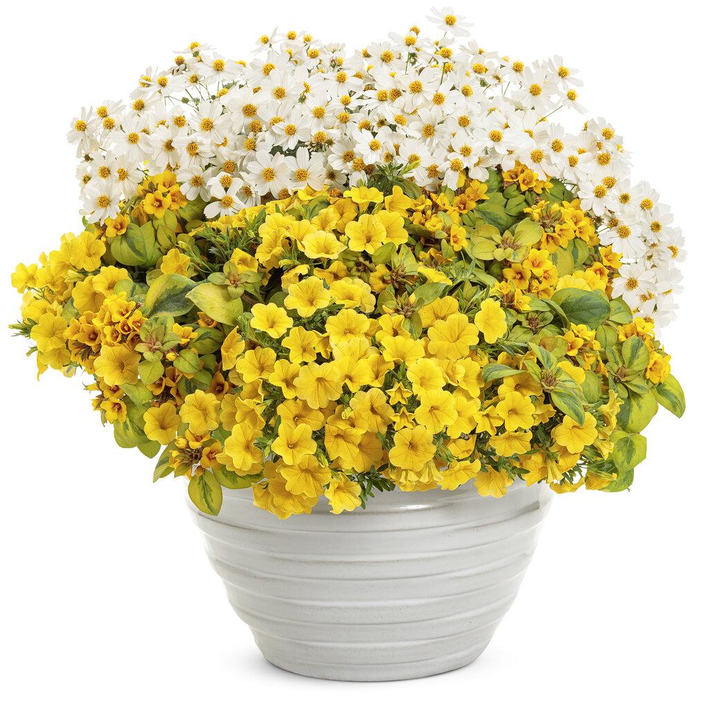 Bidens Campfire Marshmallow - View 8 from www redcrocus com