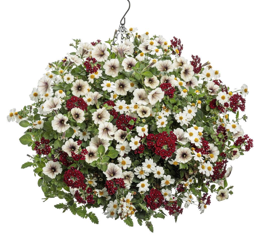 Bidens Campfire Marshmallow - View 9 from www redcrocus com