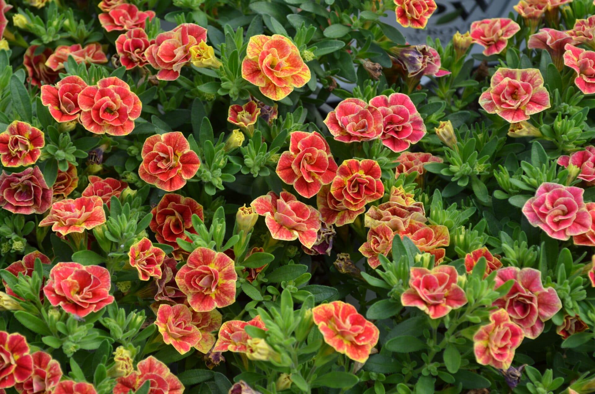 Calibrachoa Superbells Double Redstone - View 11 from www redcrocus com