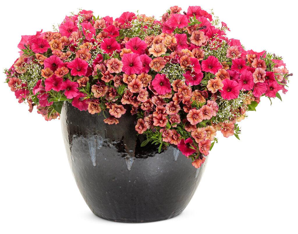 Calibrachoa Superbells Double Vintage Coral - View 10 from www redcrocus com