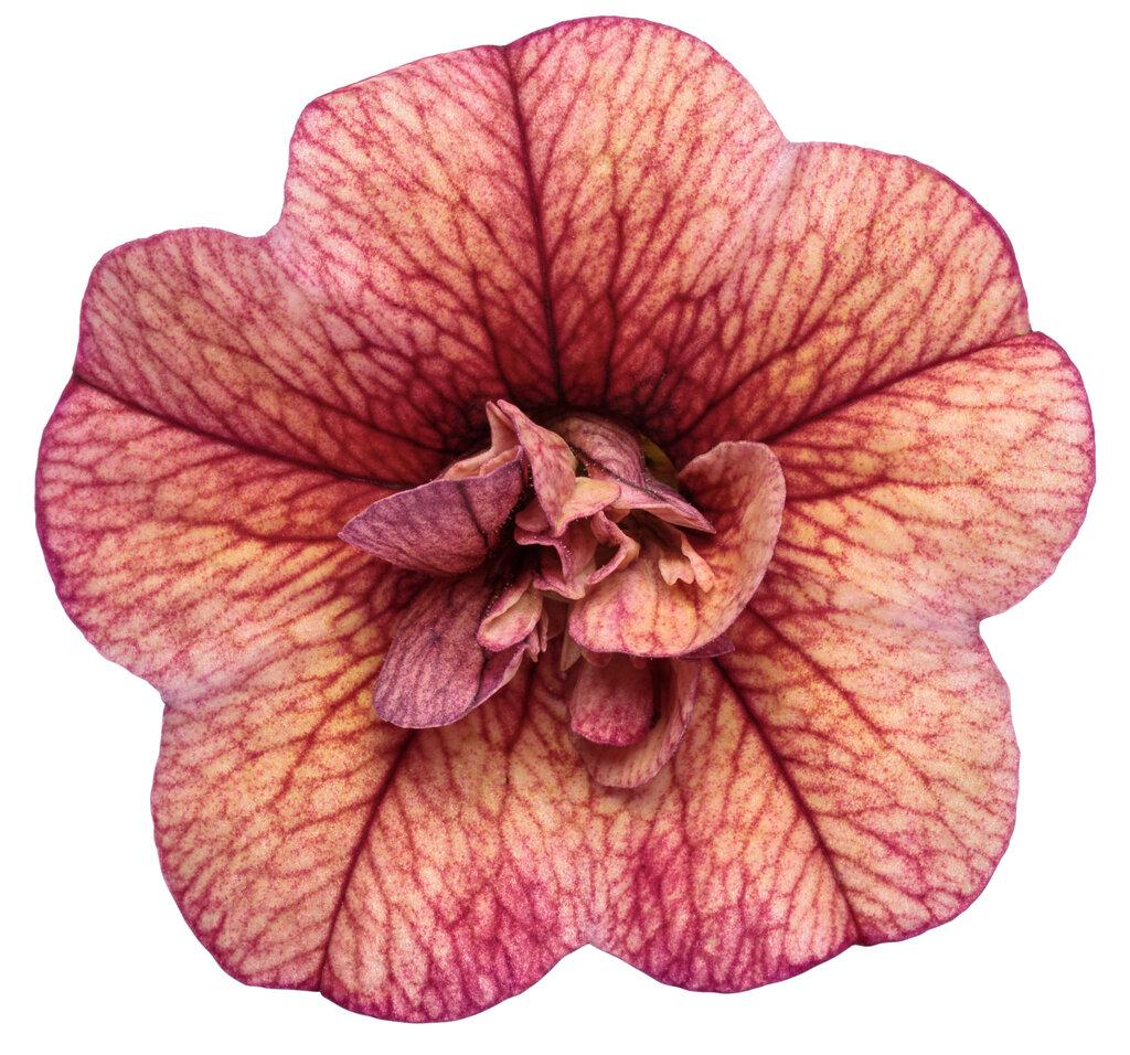 Calibrachoa Superbells Double Vintage Coral - View 12 from www redcrocus com