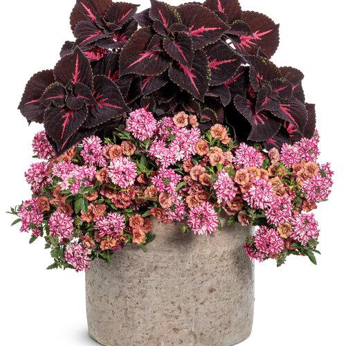 Calibrachoa Superbells Double Vintage Coral - View 13 from www redcrocus com