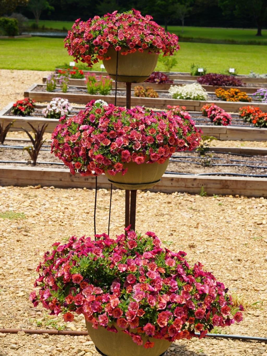 Calibrachoa Superbells Double Vintage Coral - View 14 from www redcrocus com