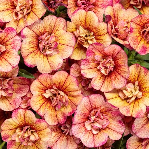 Calibrachoa Superbells Double Vintage Coral - View 15 from www redcrocus com