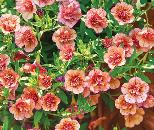 Calibrachoa Superbells Double Vintage Coral - View 16 from www redcrocus com