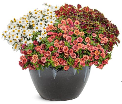 Calibrachoa Superbells Double Vintage Coral - View 17 from www redcrocus com