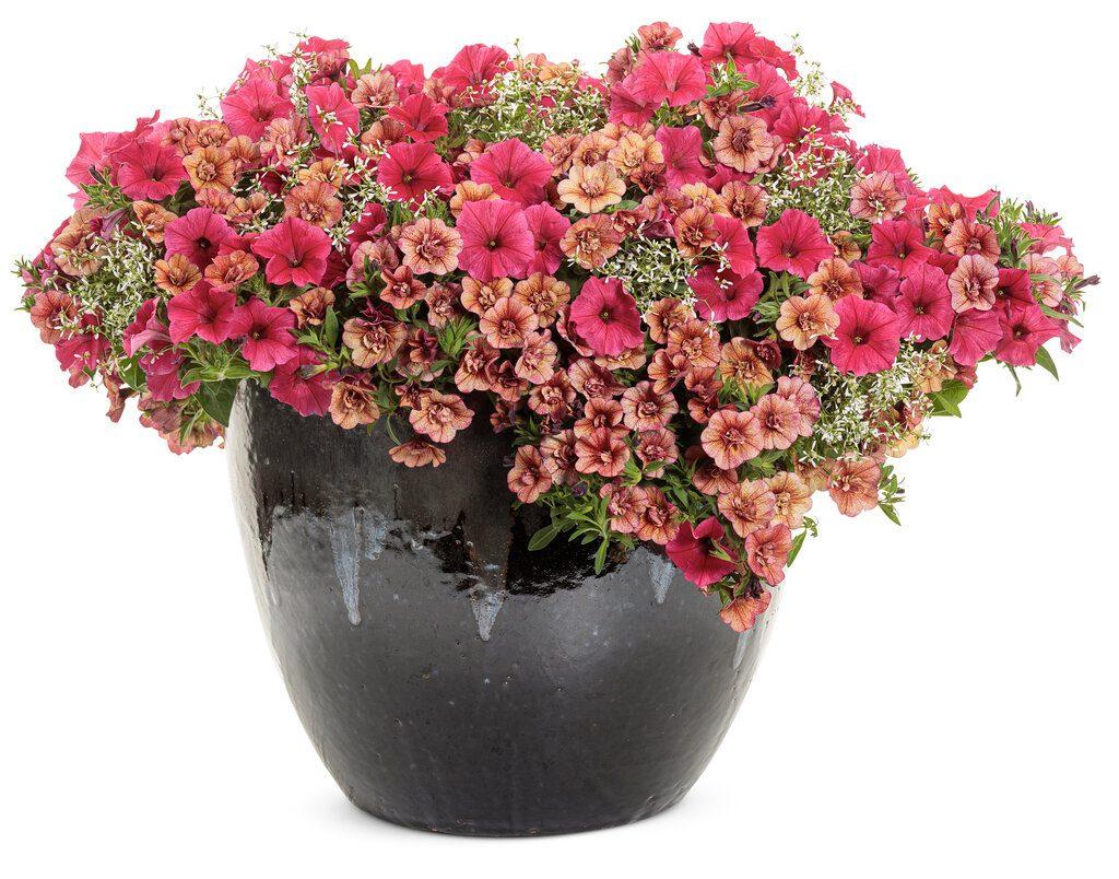Calibrachoa Superbells Double Vintage Coral - View 18 from www redcrocus com