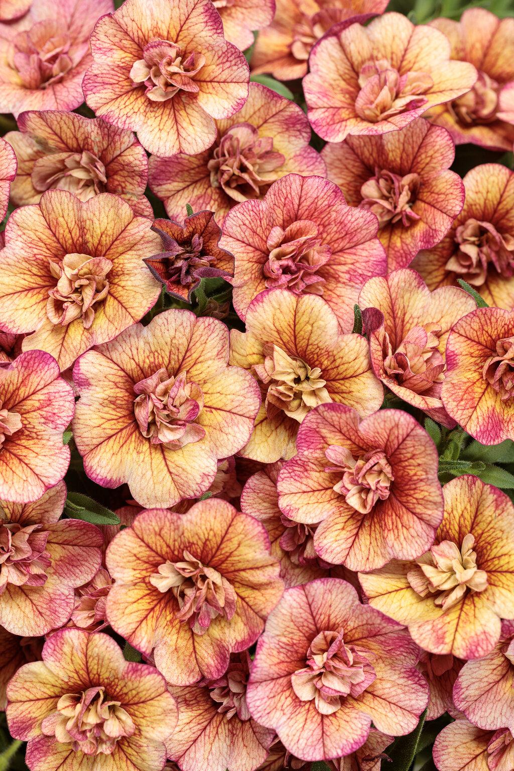 Calibrachoa Superbells Double Vintage Coral - View 1 from www redcrocus com