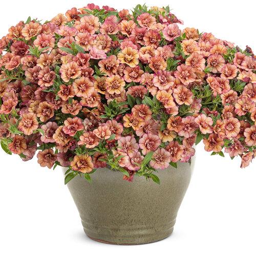 Calibrachoa Superbells Double Vintage Coral - View 2 from www redcrocus com