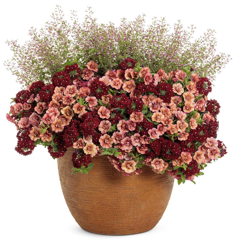 Calibrachoa Superbells Double Vintage Coral - View 3 from www redcrocus com