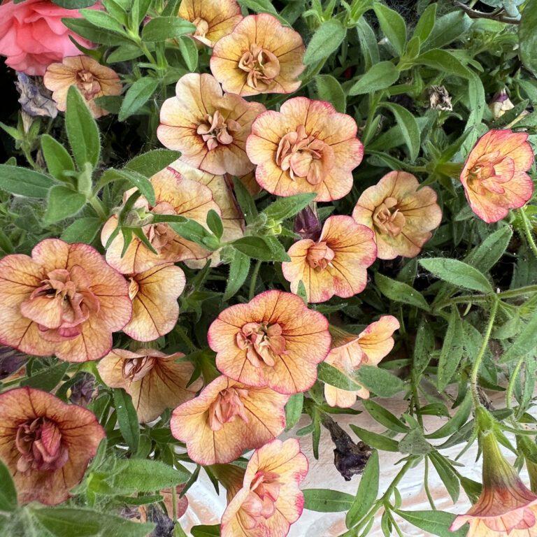 Calibrachoa Superbells Double Vintage Coral - View 4 from www redcrocus com