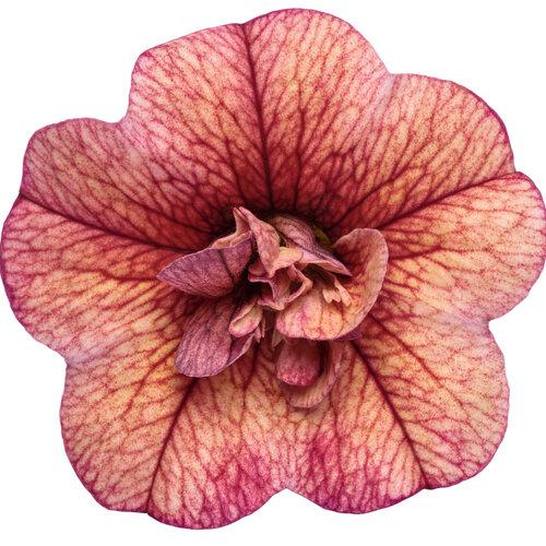 Calibrachoa Superbells Double Vintage Coral - View 6 from www redcrocus com