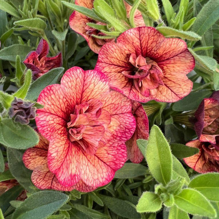 Calibrachoa Superbells Double Vintage Coral - View 7 from www redcrocus com