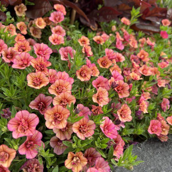 Calibrachoa Superbells Double Vintage Coral - View 9 from www redcrocus com
